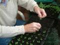 Seedlings pricking out_4